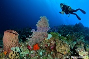 Xestospongia testudinaria Siphonogorgia godeffroyi-Ambiance Catherine Waka Sawa Spiral corner-14m-20180528-DADER-DSC_1396_tn